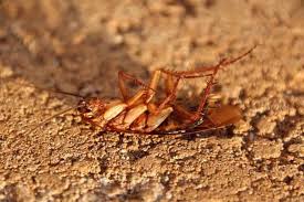 En france, environ une vingtaine d'espèces de blattes, presque toutes du genre ectobius sont utiles aux cependant les cafards se plaisent bien dans nos maisons : La Blatte De Jardin Rentre Dans La Maison Lesnuisibles Com