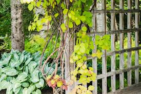 (2/19/11) oklahoma gardenings kim rebek walks us throught building the more substantial trellises required for the heavy vines of plants like hardy kiwi and passion fruit vines. Hardy Kiwi Vine Plant Care Growing Guide