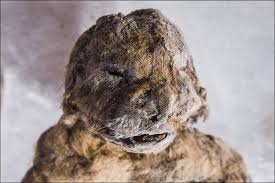 Paleontoloji Sibirya Da Nesli Tukenmis Magara Aslani Yavrusu Bulundu Antik Sirlar Yavru Aslan Aslan Buyuk Kediler