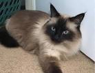 Ragdoll Cat Colors and Patterns - Ragdolls | Munchkins
