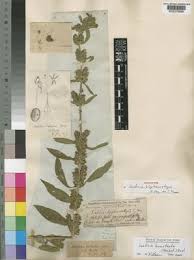 Image result for Meiosperma