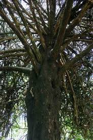 Image result for Euphorbia lividiflora