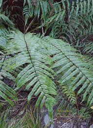 Image result for Pneumatopteris