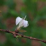 Image result for Feretia aeruginescens