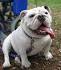 Raising a White American Bulldog - Best Bulldog Lovers