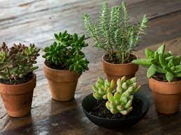 Tipo de suelo para cultivar cactus y otras suculentas. Diferentes Nombres De Suculentas Los Nombres Mas Comunes
