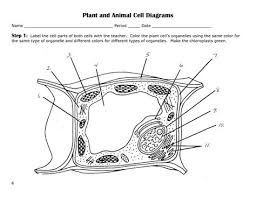 Plant and animal cell coloring worksheets. Cells Coloring Pages Learny Kids