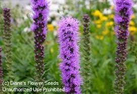 Liatris Punctata Attracts Hummingbirds Liatris Purple Flowers Garden Purple Flowers