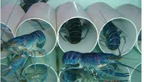 Hal ini diperlukan karena untuk menjaga kadar kalsium sebagai pembentukan cangkang lobster air tawar. Untung Besar Dari Bisnis Budidaya Lobster Air Tawar Berempat