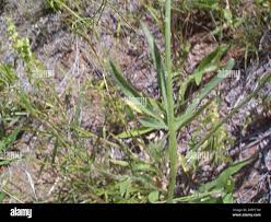 Image result for Merremia pterygocaulos