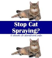 17 Inspiring Will Neutering Stop Cat Spraying Cat Spray Cat Urine Cat Pee