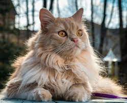 persidskaya koshka cats animals