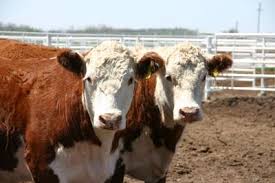 Texas Economist Beef Prices Remain Steady Despite Record