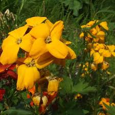 Image result for Wahlenbergia petraea