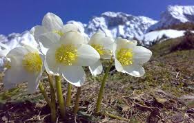 Acacia (dal greco akakiá, candida, innocente). Come Coltivare La Rosa Di Natale Idee Green