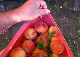 The fruit of this variety is small, sweet, and usually seedless. Nanaimo Peach Tree Finally A Homegrown Peach Tall Clover Farm