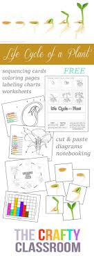 Free Plant Life Cycle Worksheets And Activity Pack Plant Life Cycle Worksheet Plant Life Cycle Plants Worksheets