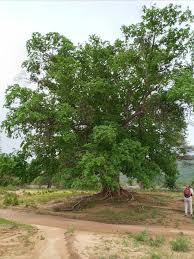 Image result for Triplochiton zambesiacus
