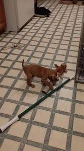 Find labrador retriever puppies for sale and dogs for adoption near you in akron, canton, cincinnati, cleveland, columbus, toledo, youngstown or ohio. Linden S Vizslas Home Facebook