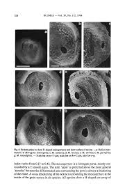 Image result for Mitragyna rubrostipulata