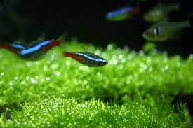 How To Care For Neon Tetra And Cardinal Tetra Fish Neon Tetra Fish Care Tetra Fish