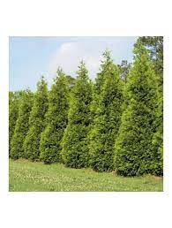 There are five species in the genus, two native to north america and three native to eastern asia. Arborvitae Steeplechase