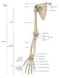 10 Staggering Drawing The Human Figure Ideas Arm Anatomy Human Anatomy Arm Bones