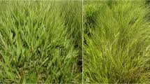 Image result for Urochloa arrecta