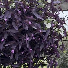 Image result for Tradescantia pallida