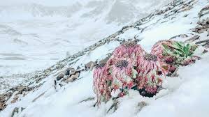 Snow is a camera app used by over 200 million people around the world. Baima Snow Mountain Snowfall In The Middle Of August Cgtn