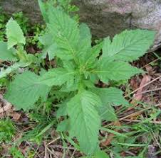 Image result for Crassocephalum crepidioides