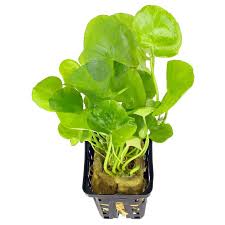 Image result for Nymphoides senegalensis