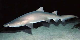 They eat everything from albatrosses, venomous sea snakes, and other sharks to manmade objects like paint cans, leather jackets, rubber tires, and even license plates. Sand Tiger Shark Wikipedia