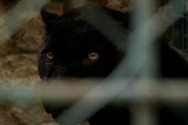 Kala itu wagimin tengah mencari rumput lalu mendengar auman pada rabu (7/5) pukul 05.45 wib. Penafsiran Hitam Panther Dari Buku Mimpi Mengapa Panther Bermimpi