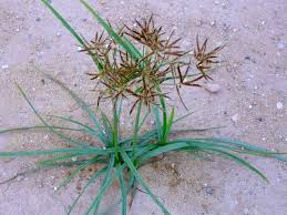 Image result for Cyperus nduru