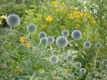 Pflegeleichte Gartenpflanzen für deinen Garten | OBI
