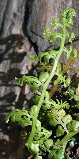 Image result for Asplenium boltonii