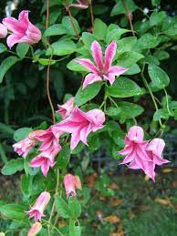 Clematis 'duchess of edinburgh' puts on a show with double white flowers in early summer with a repeat performance in late summer. Clematis Clematis Texensis Duchess Of Albany In The Clematis Database Garden Org