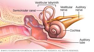 The middle ear is connected to the top of the back of the throat by the eustachian tube which is lined with mucous, just like the inside of the nose and throat. Slide Show How You Hear Mayo Clinic