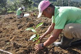The cultivation of a single crop in a given area. Planting Trees Is No Panacea For Climate Change Ecologist Writes In Science Commentary