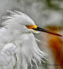 Pin By Bobbi Hart On Art In 2021 Art Animals Bird