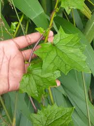 Image result for Senecio tamoides