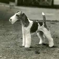 Other small terrier breeds are included in the terrier group. Wire Fox Terrier Dog Breed Information