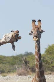 The Funniest Wild Animal Pictures Comedy Wildlife Photography Awards 2020 Finalists Released In 2021 Wild Animals Pictures Animals Wild Funny Wild Animals