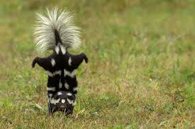 The first is the usual closing the hotel combination of removing attractions and blocking entrance points. 6 Ways To Stop Skunks From Digging Up Lawn