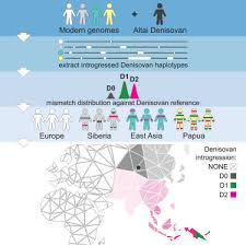 Until relatively recently, there were multiple types of humans on earth in addition to homo sapiens. Multiple Deeply Divergent Denisovan Ancestries In Papuans Sciencedirect