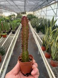 Image result for Euphorbia rubriflora