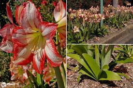 Image result for Hippeastrum sp. cultivars