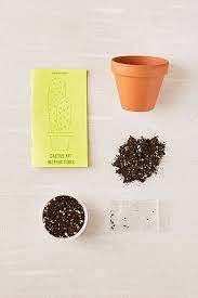 Cactus seeds kit, muang, phitsanulok, thailand. Grow Your Own Cactus Plant Kit Cactus Plants Grow Kit Cactus