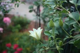 A royal horticulture society award of garden merit winner, it gracefully meanders over fences, trellises … What To Expect From This Huldine More Blooms